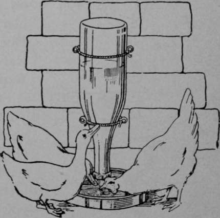 Poultry Fountain